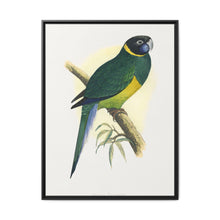 Bauer's Parrakeet (Barnardius zonarius) colored wood-engraved plate by Alexander Francis Lydon. - NOMADEN ART GALLERY