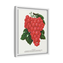 Vergennes grape lithograph. Digitally enhanced from our own original 1900 edition plates of Botanical Specimen published by Rochester Lithographing