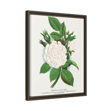 Rose, Perpetual White Moss lithograph. Digitally enhanced from our own original 1900 edition plates of Botanical Specimen published by Rochester Lithographing