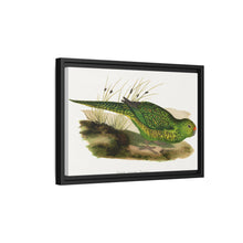 Green Ground Parrot (Pezoporus wallicus) colored wood-engraved plate by Alexander Francis Lydon