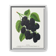 Snyder Blackberry lithograph from Botanical Specimen published by Rochester Lithographing - NOMADEN ART GALLERY