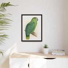 Mealy Amazon (Amazona farinosa) colored wood-engraved plate by Alexander Francis Lydon