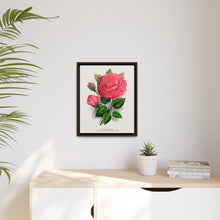 Pink rose, Anna De Diesbach lithograph. Digitally enhanced from our own original 1900 edition plates of Botanical Specimen published by Rochester Lithographing