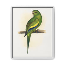 Canary-Winged Conure ( Brotogeris versicolurus) colored wood-engraved plate by Alexander Francis Lydon - NOMADEN ART GALLERY