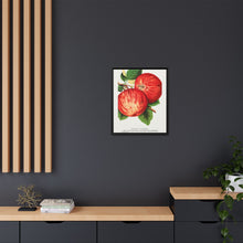 Duchess of Oldenburg apples lithograph from Botanical Specimen published by Rochester Lithographing