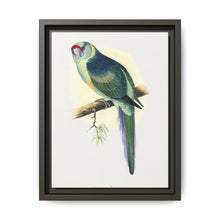 Barnard's Parrakeet (Barnardius barnardi) colored wood-engraved plate by Alexander Francis Lydon - NOMADEN ART GALLERY