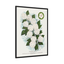 Japanese snowball flower lithograph. Digitally enhanced from our own original 1900 edition plates of Botanical Specimen published by Rochester Lithographing