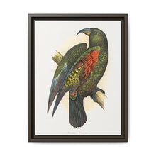 Mountain Parrot (Nestor notabilis) colored wood-engraved plate by Alexander Francis Lydon - NOMADEN ART GALLERY