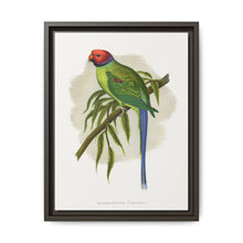 Blossom-Headed Parrakeet (Psittacula roseata) colored wood-engraved plate by Alexander Francis Lydon. - NOMADEN ART GALLERY