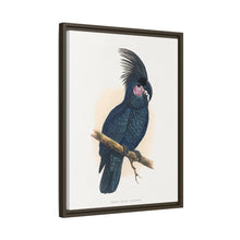 Great Black Cockatoo (Probosciger aterrimus) colored wood-engraved plate by Alexander Francis Lydon