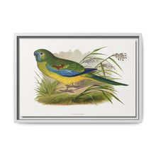 Turquoisine (Neophema pulchella) colored wood-engraved plate by Alexander Francis Lydon - NOMADEN ART GALLERY