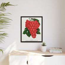 Vergennes grape lithograph. Digitally enhanced from our own original 1900 edition plates of Botanical Specimen published by Rochester Lithographing