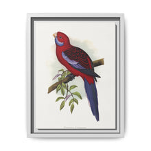 Pennant's Parrakeet (Platycercus elegans) colored wood-engraved plate by Alexander Francis Lydon - NOMADEN ART GALLERY