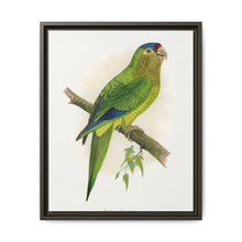 Petz's Conure (Aratinga canicularis) colored wood-engraved plate by Alexander Francis Lydon - NOMADEN ART GALLERY