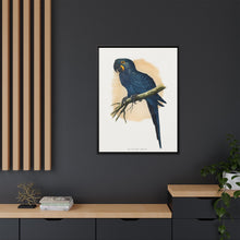 Hyacinthine Macaw (Anodorhynchus hyacinthinus) colored wood-engraved plate by Alexander Francis Lydon.