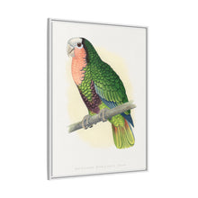 Red-Throated White-Fronted Amazon (Amazona leucocephala) colored wood-engraved plate by Alexander Francis Lydon.