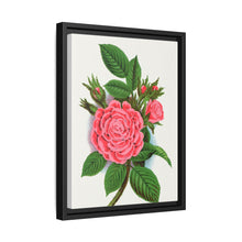 Pink rose, Salet Moss lithograph. Digitally enhanced from our own original 1900 edition plates of Botanical Specimen published by Rochester Lithographing