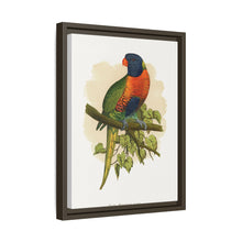Blue Mountain Lory (Trichoglossus moluccanus) colored wood-engraved plate by Alexander Francis Lydon.