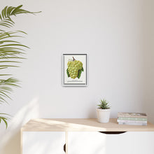 Green Mountain grape lithograph. Digitally enhanced from our own original 1900 edition plates of Botanical Specimen published by Rochester Lithographing