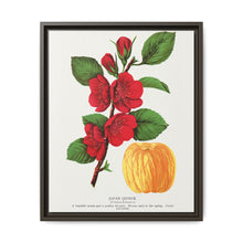 Japan Quince tree lithograph. Digitally enhanced from our own original 1900 edition plates of Botanical Specimen published by Rochester Lithographing - NOMADEN ART GALLERY