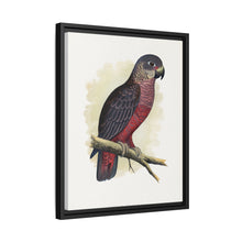 Dusky or Violet Parrot (Pionus fuscus) colored wood-engraved plate by Alexander Francis Lydon.
