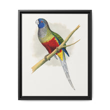 Blue Bonnet Parrakeet (Northiella haematogaster) colored wood-engraved plate by Alexander Francis Lydon. - NOMADEN ART GALLERY