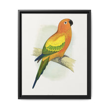 Sun Parrakeet (Aratinga solstitialis) colored wood-engraved plate by Alexander Francis Lydon - NOMADEN ART GALLERY