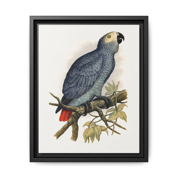 Grey Parrot (Psittacus erithacus) colored wood-engraved plate by Alexander Francis Lydon. - NOMADEN ART GALLERY