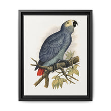 Grey Parrot (Psittacus erithacus) colored wood-engraved plate by Alexander Francis Lydon. - NOMADEN ART GALLERY