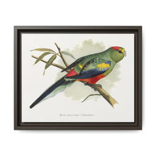 Many-Coloured Parrakeet (Psephotellus varius) colored wood-engraved plate by Alexander Francis Lydon - NOMADEN ART GALLERY