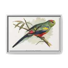Many-Coloured Parrakeet (Psephotellus varius) colored wood-engraved plate by Alexander Francis Lydon - NOMADEN ART GALLERY