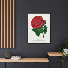 Red rose, American Beauty lithograph. Digitally enhanced from our own original 1900 edition plates of Botanical Specimen published by Rochester Lithographing