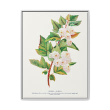Spirea Aurea flowers lithograph. Digitally enhanced from our own original 1900 edition plates of Botanical Specimen published by Rochester Lithographing - NOMADEN ART GALLERY
