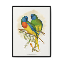 Splendid Parrakeet (Neophema splendida) colored wood-engraved plate by Alexander Francis Lydon - NOMADEN ART GALLERY