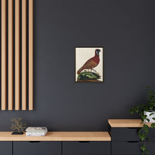 A horned Indian pheasant standing on the grass by J. Pass after J. E. Ihle.