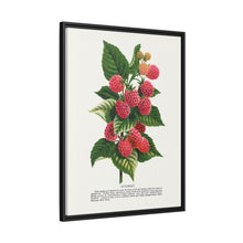 Cuthbert raspberry lithograph. Digitally enhanced from our own original 1900 edition plates of Botanical Specimen published by Rochester Lithographing
