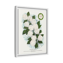 Japanese snowball flower lithograph. Digitally enhanced from our own original 1900 edition plates of Botanical Specimen published by Rochester Lithographing