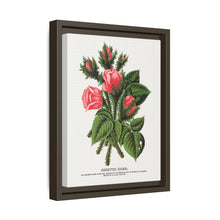 Pink roses, Crested Moss lithograph. Digitally enhanced from our own original 1900 edition plates of Botanical Specimen published by Rochester Lithographing