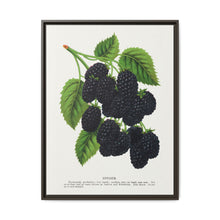 Snyder Blackberry lithograph from Botanical Specimen published by Rochester Lithographing - NOMADEN ART GALLERY