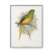 Elegant Parrakeet (Neophema elegans) colored wood-engraved plate by Alexander Francis Lydon - NOMADEN ART GALLERY