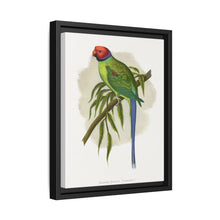 Blossom-Headed Parrakeet (Psittacula roseata) colored wood-engraved plate by Alexander Francis Lydon. - NOMADEN ART GALLERY