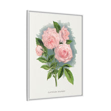 Pink rose, Clothilde Soupert lithograph. Digitally enhanced from our own original 1900 edition plates of Botanical Specimen published by Rochester Lithographing
