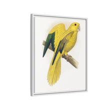 Golden or Queen Bavaria's Parrot (Guaruba guarouba) colored wood-engraved plate by Alexander Francis Lydon.