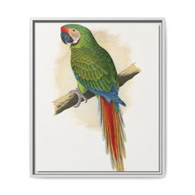 Military Macaw (Ara militaris) colored wood-engraved plate by Alexander Francis Lydon - NOMADEN ART GALLERY