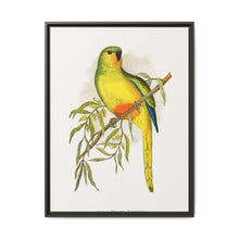 Orange-Bellied Parrakeet (Neophema chrysogaster) colored wood-engraved plate by Alexander Francis Lydon. - NOMADEN ART GALLERY