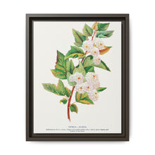 Spirea Aurea flowers lithograph. Digitally enhanced from our own original 1900 edition plates of Botanical Specimen published by Rochester Lithographing - NOMADEN ART GALLERY
