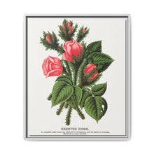 Pink roses, Crested Moss lithograph. Digitally enhanced from our own original 1900 edition plates of Botanical Specimen published by Rochester Lithographing - NOMADEN ART GALLERY