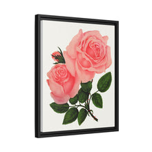 Pink Rose, La France Lithograph (1900)
