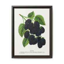 Snyder Blackberry lithograph from Botanical Specimen published by Rochester Lithographing - NOMADEN ART GALLERY