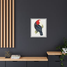 Gang-Gang Cockatoo (Callocephalon fimbriatum) colored wood-engraved plate by Alexander Francis Lydon